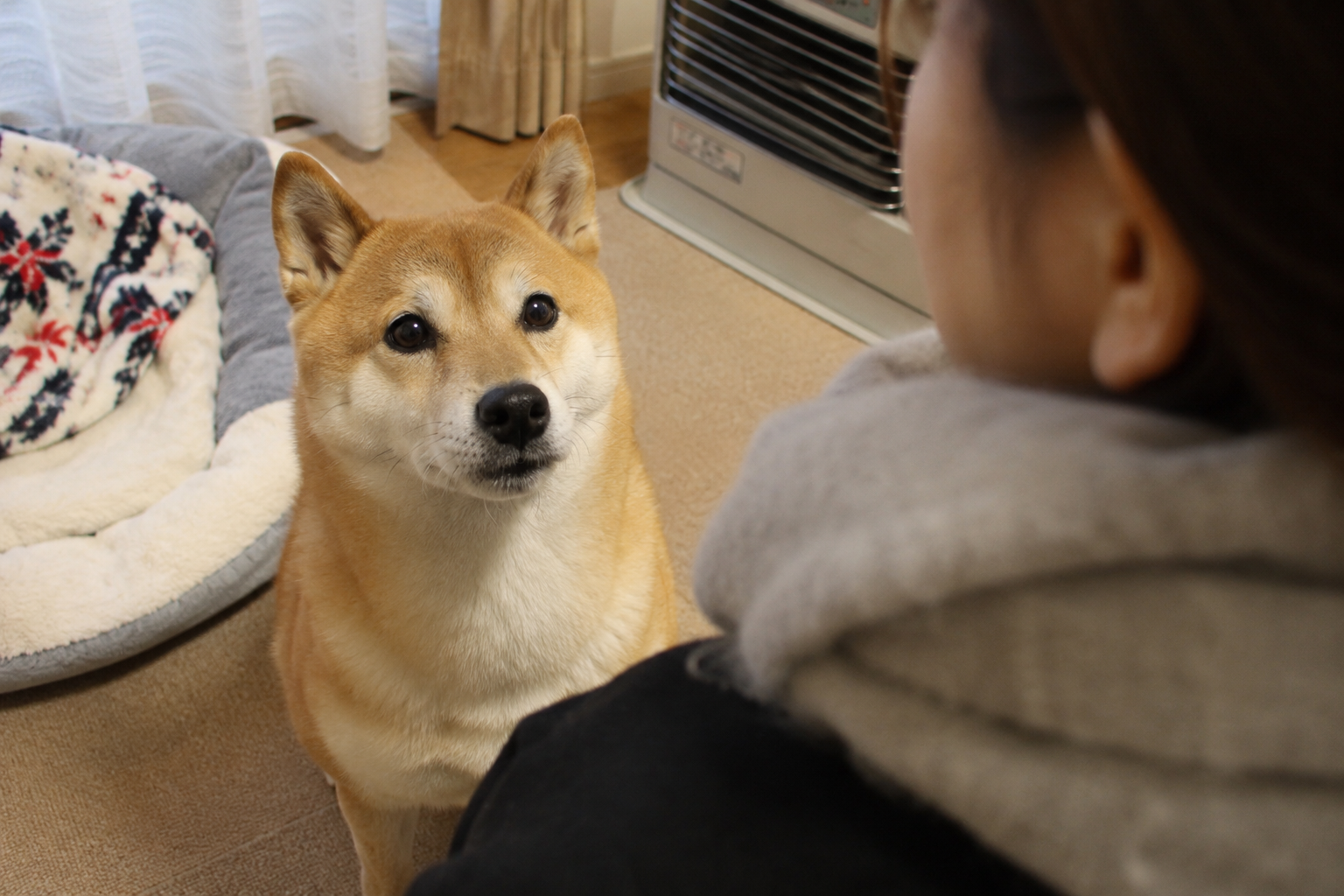 冬の部屋で不安そうに飼い主を見る柴犬