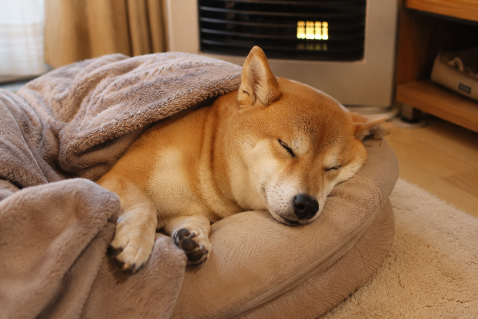 暖かい部屋で安心して眠る柴犬