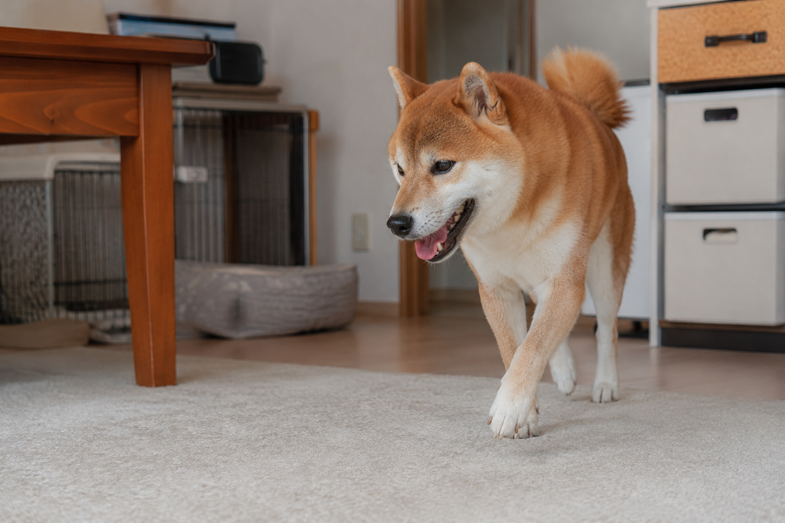 散歩後も落ち着かず部屋を歩き回る柴犬
