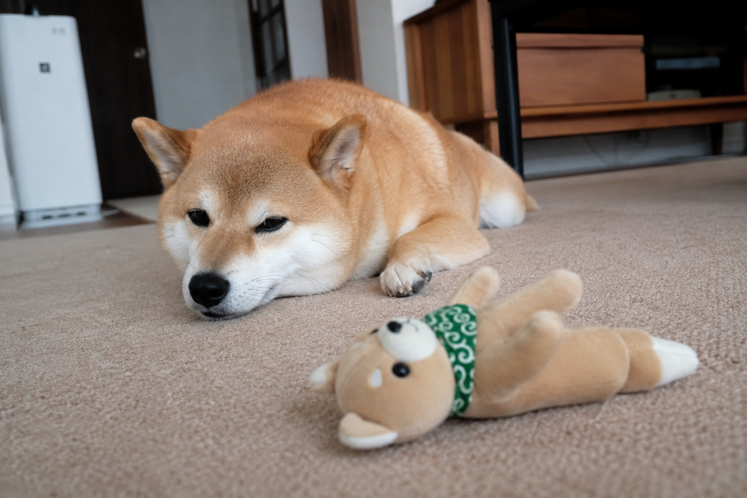 おもちゃに飽きた柴犬