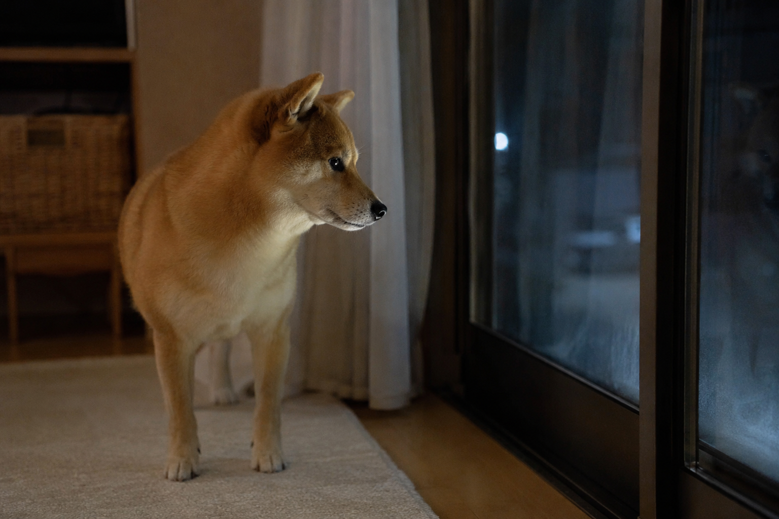 夜に不安そうな表情を見せる柴犬