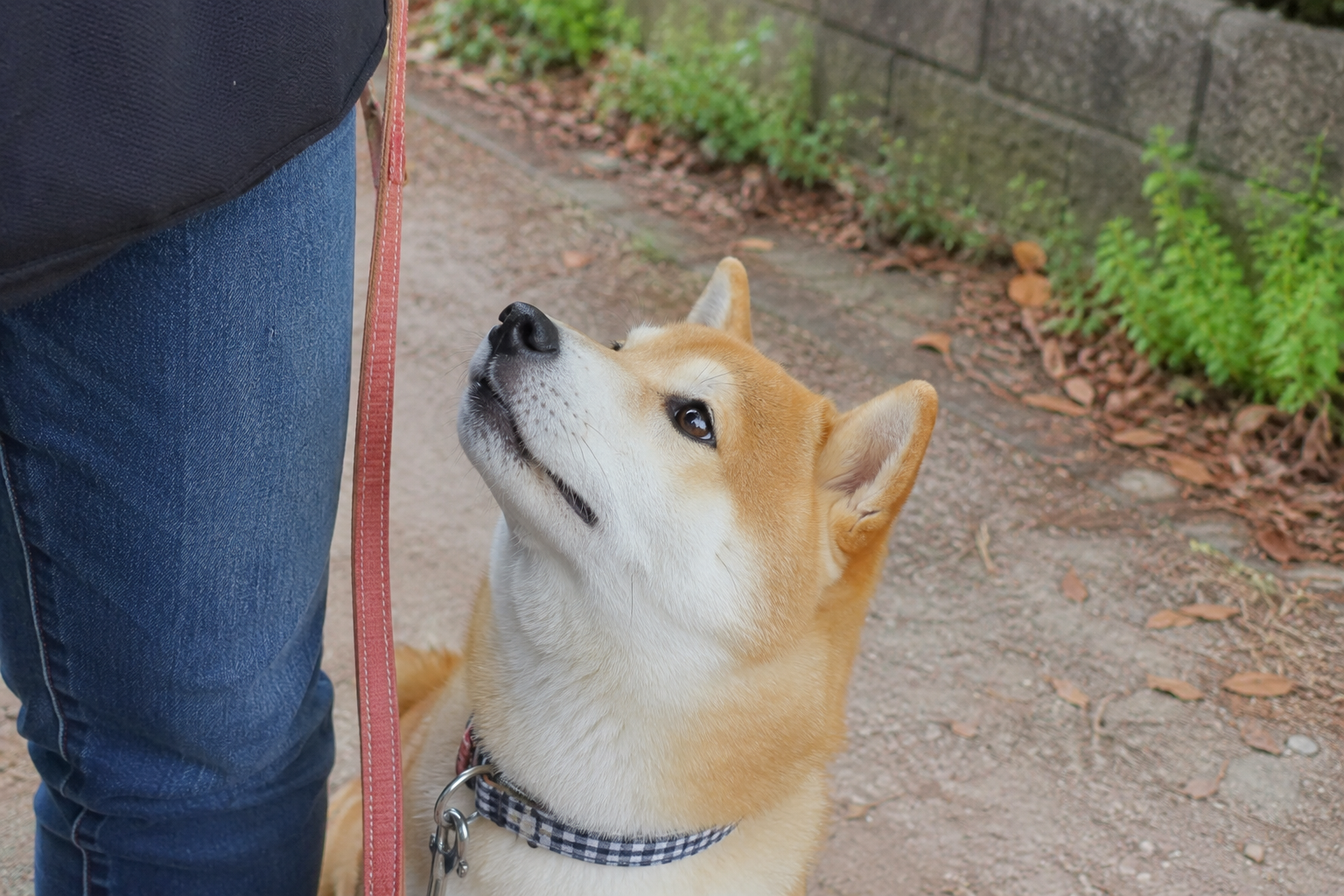 飼い主を見上げる柴犬
