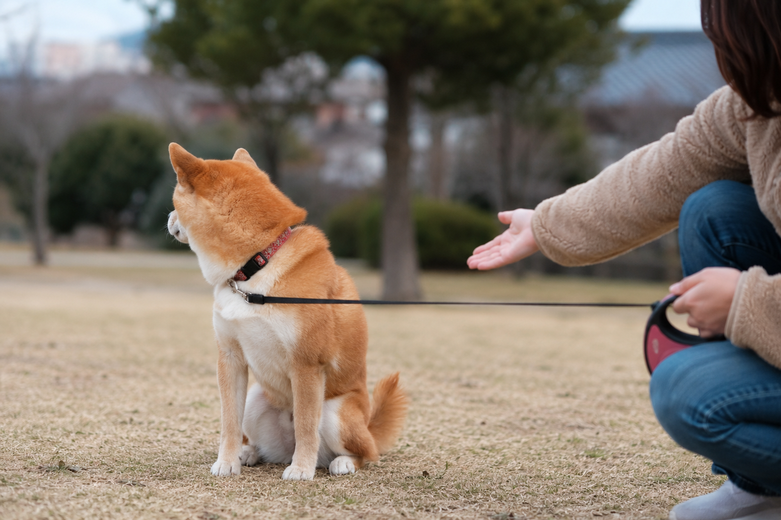 しつけ中にそっぽを向く柴犬
