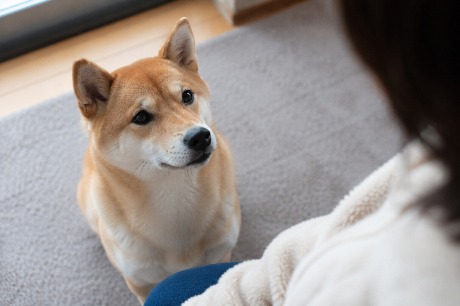 飼い主を見つめる柴犬