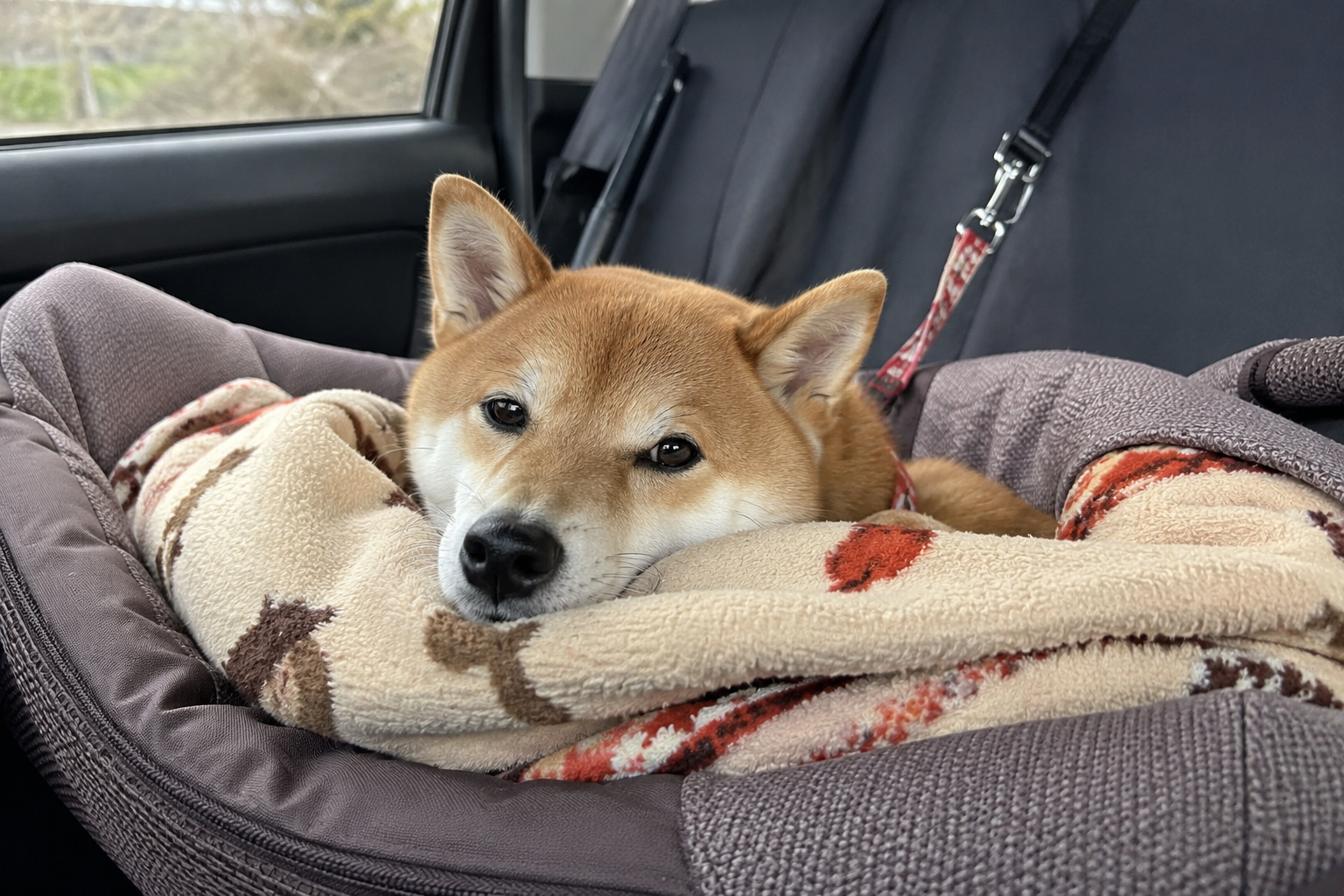 車移動中に落ち着く柴犬