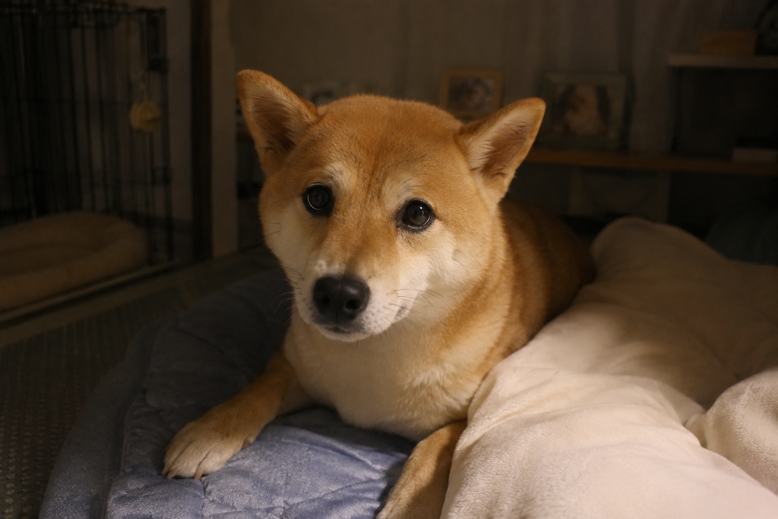 夜に不安そうな表情を見せる柴犬