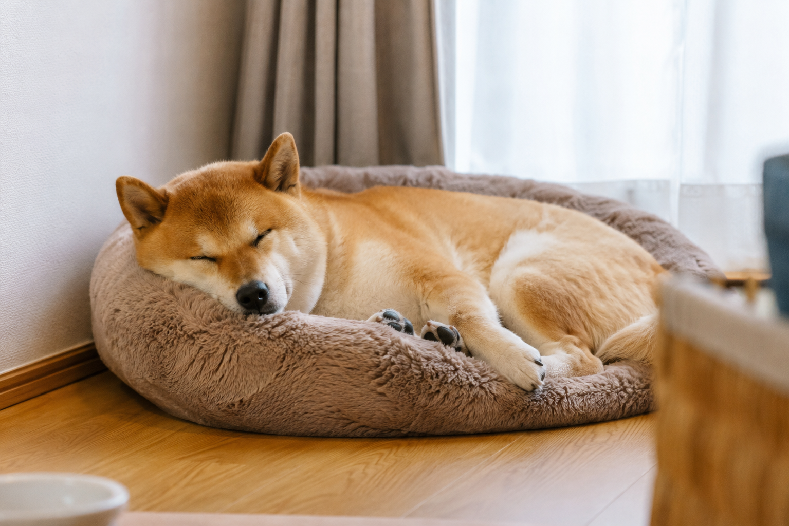 留守番中に眠る柴犬