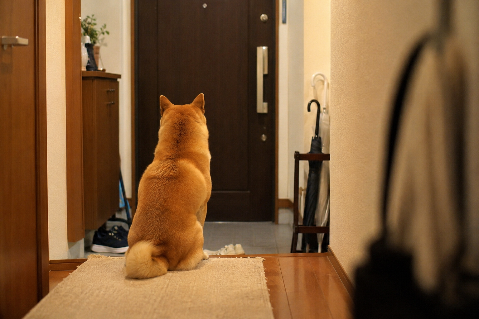 共働き家庭で飼い主の帰宅を待つ柴犬
