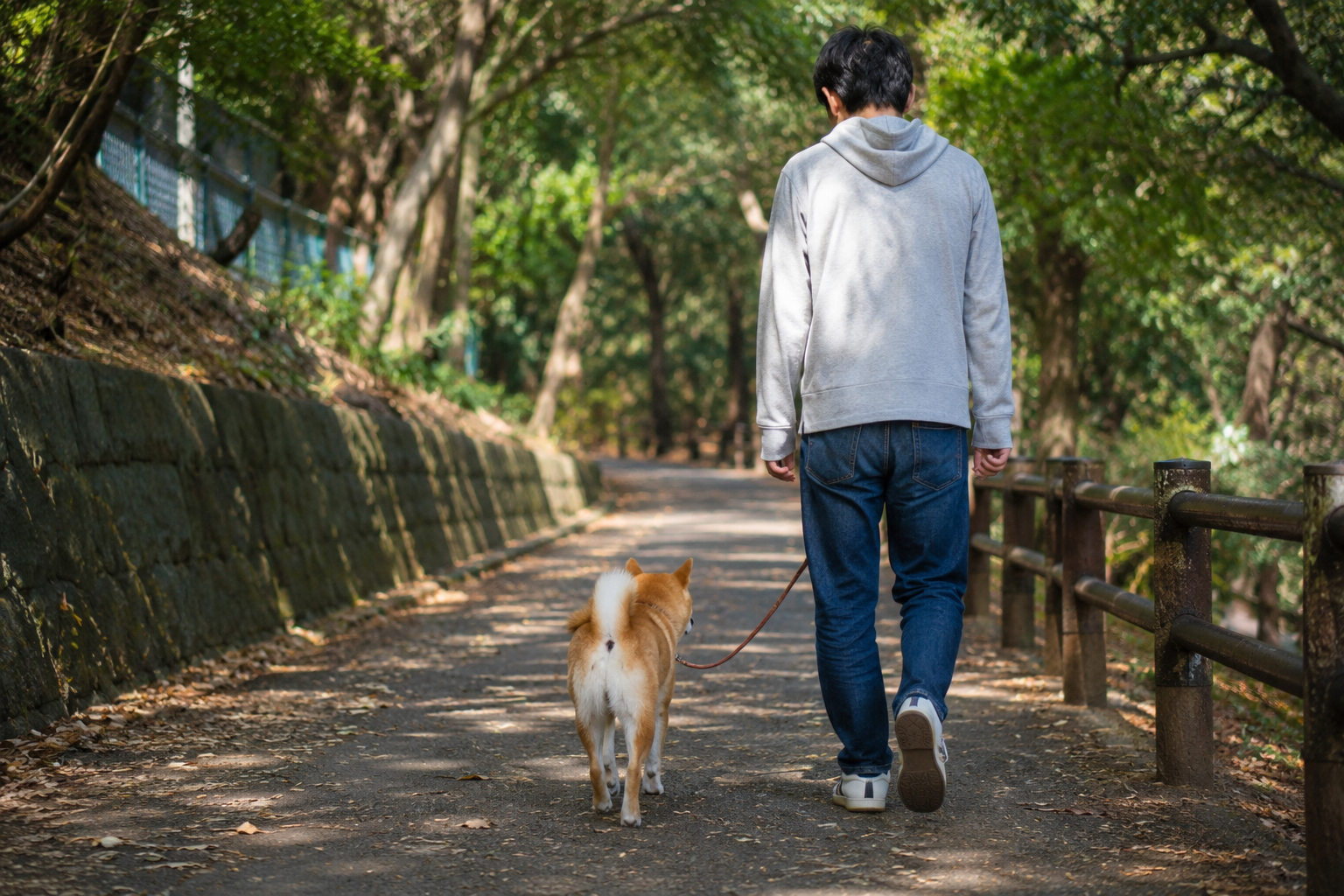休日に一緒に散歩する柴犬と飼い主