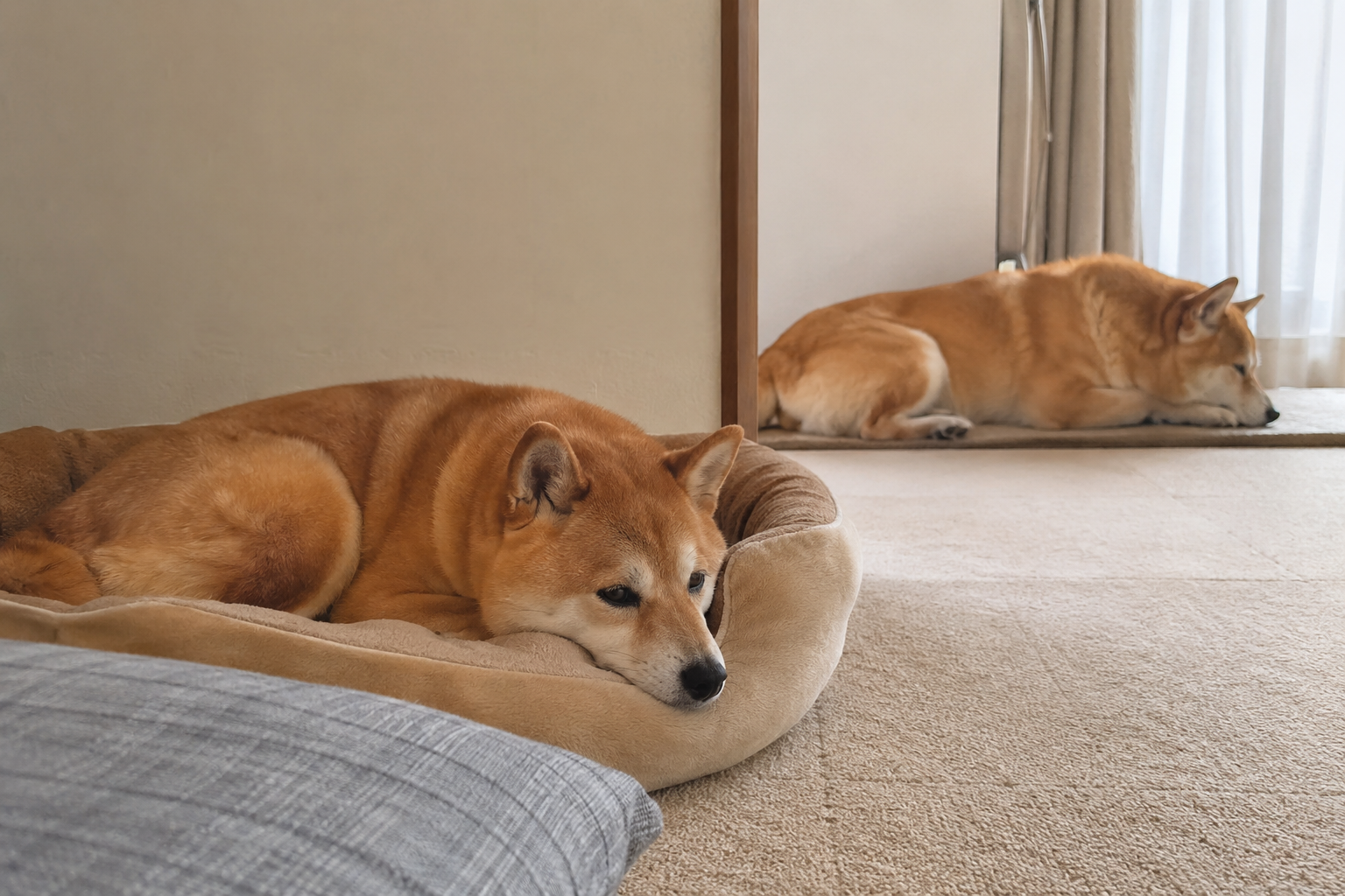距離を取りながら過ごす柴犬たち