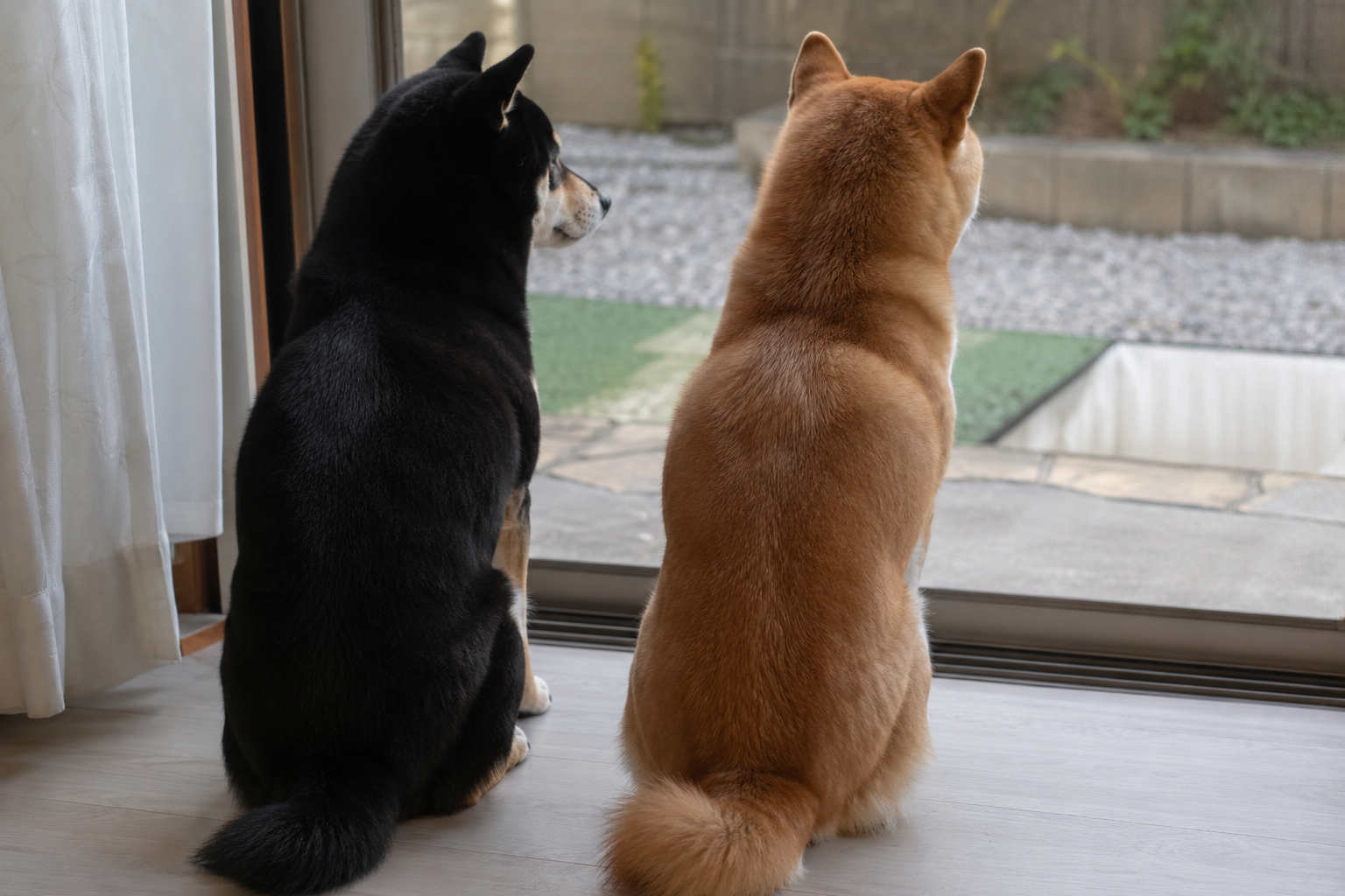並んで座る2匹の柴犬