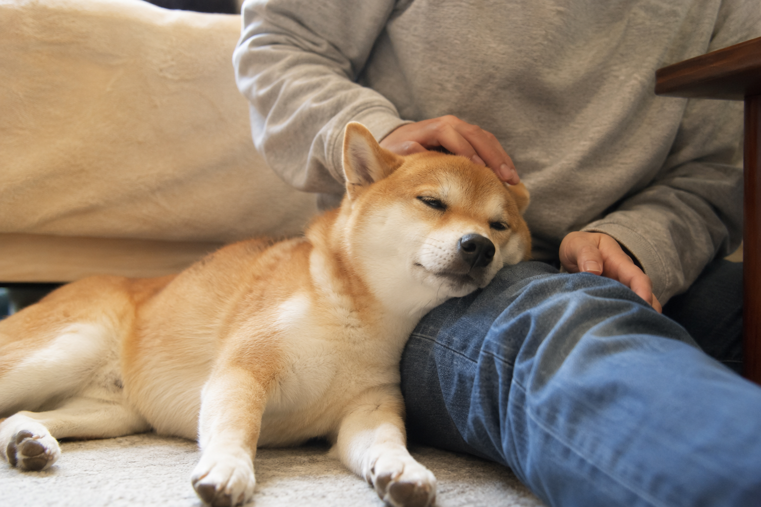 飼い主のそばで安心する柴犬