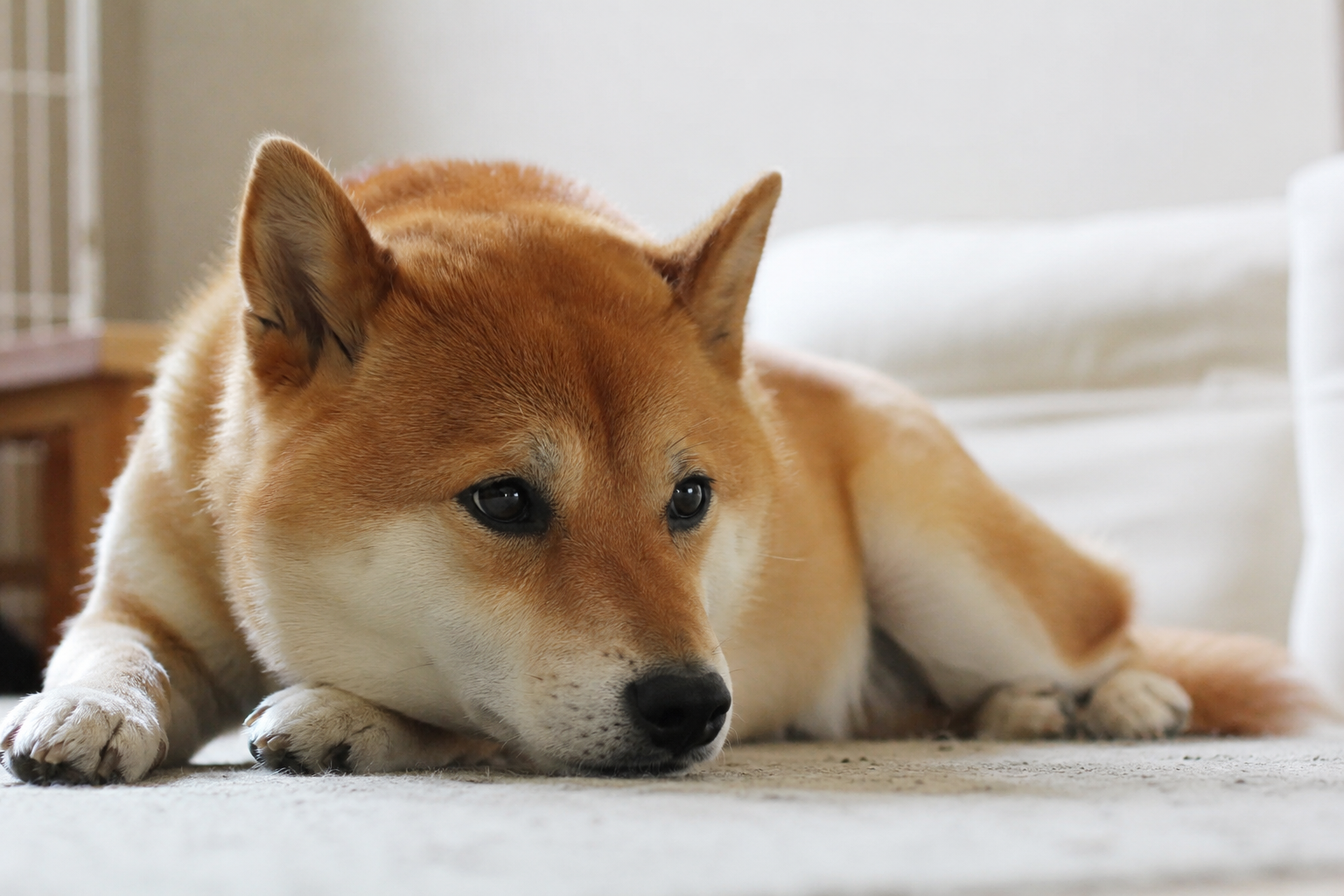 柴犬が不安そうな表情をしている様子