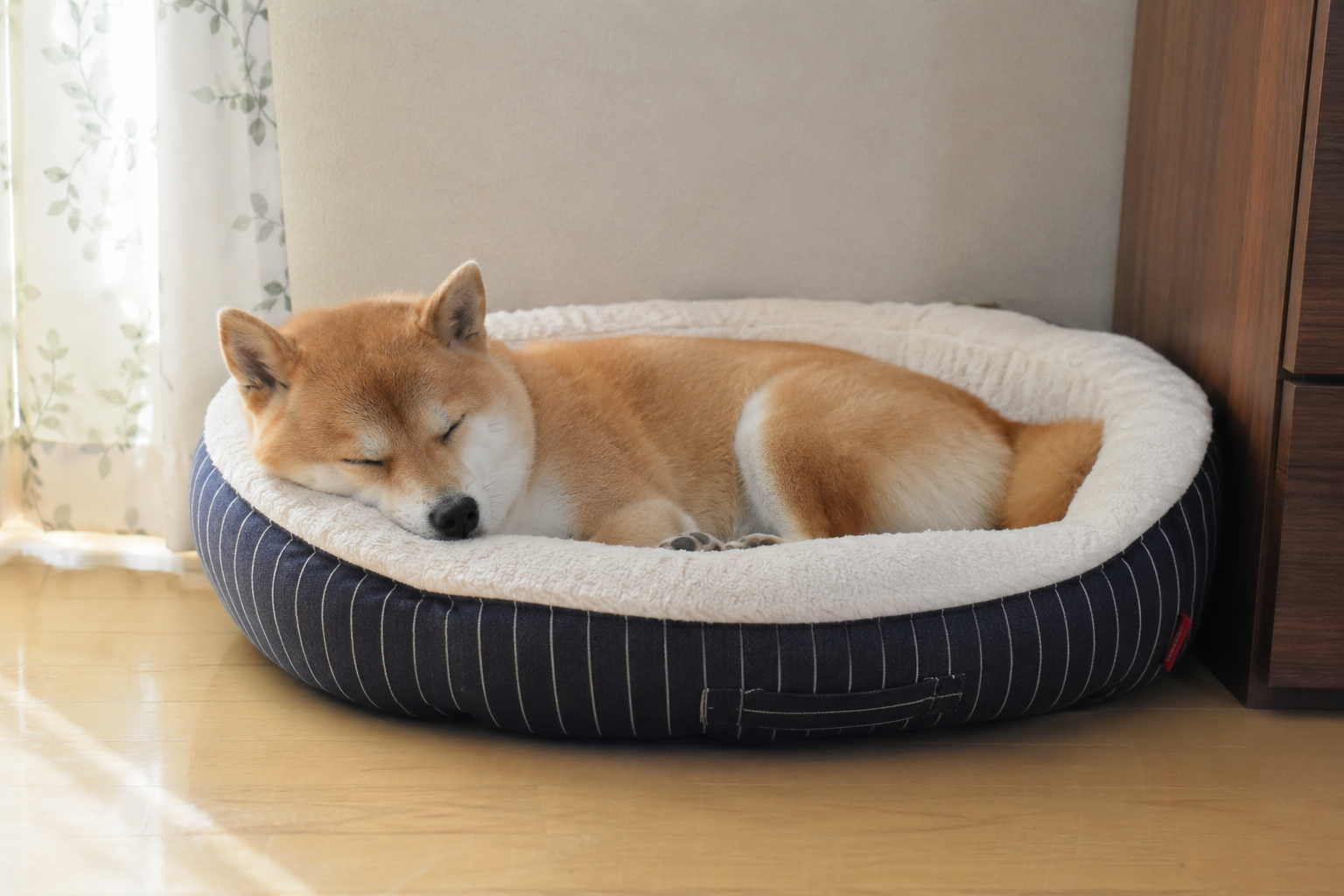 落ち着いた場所で休む柴犬