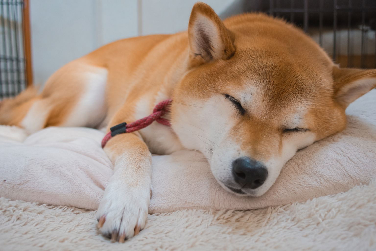 病院後に安心して眠る柴犬