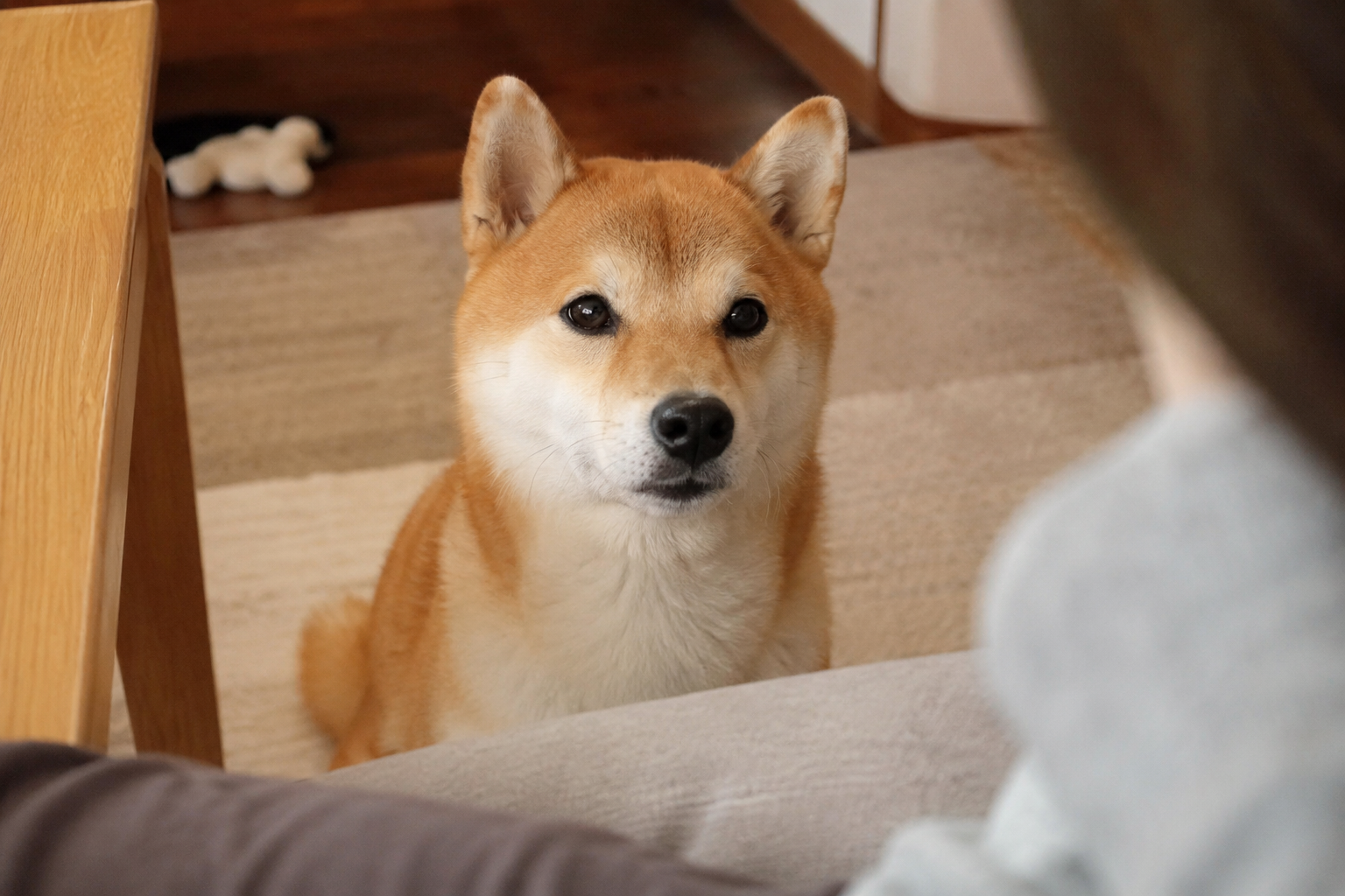 柴犬が飼い主をじっと見つめている様子