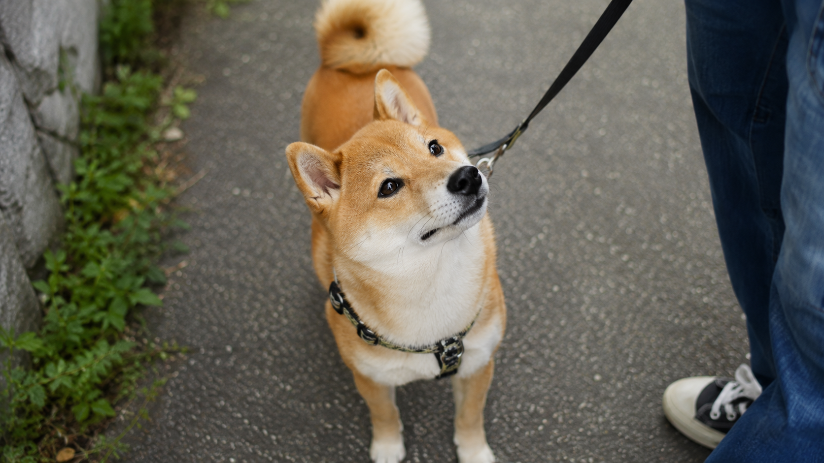 散歩中に飼い主を見上げる柴犬
