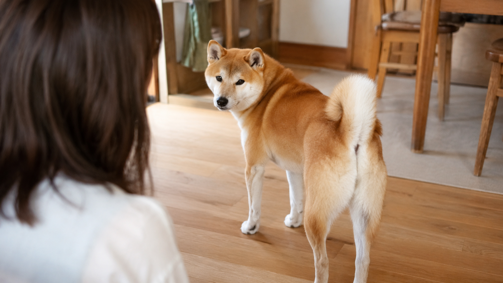 少し距離を取りながら飼い主を見る柴犬