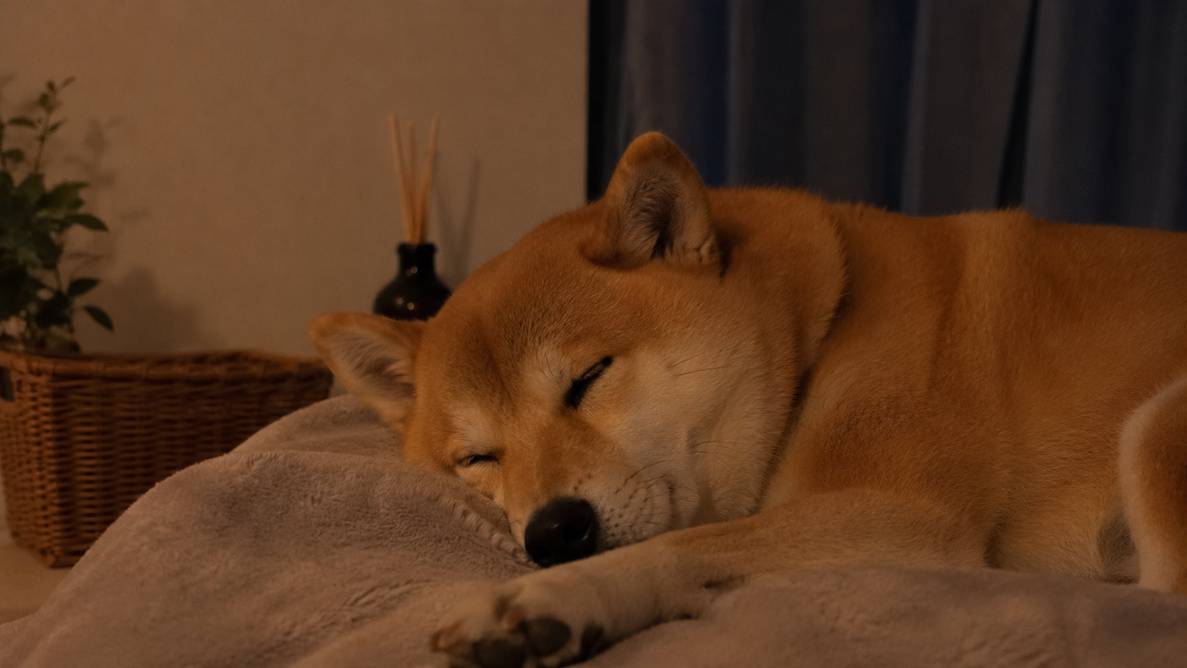 夜に安心した表情で眠る柴犬