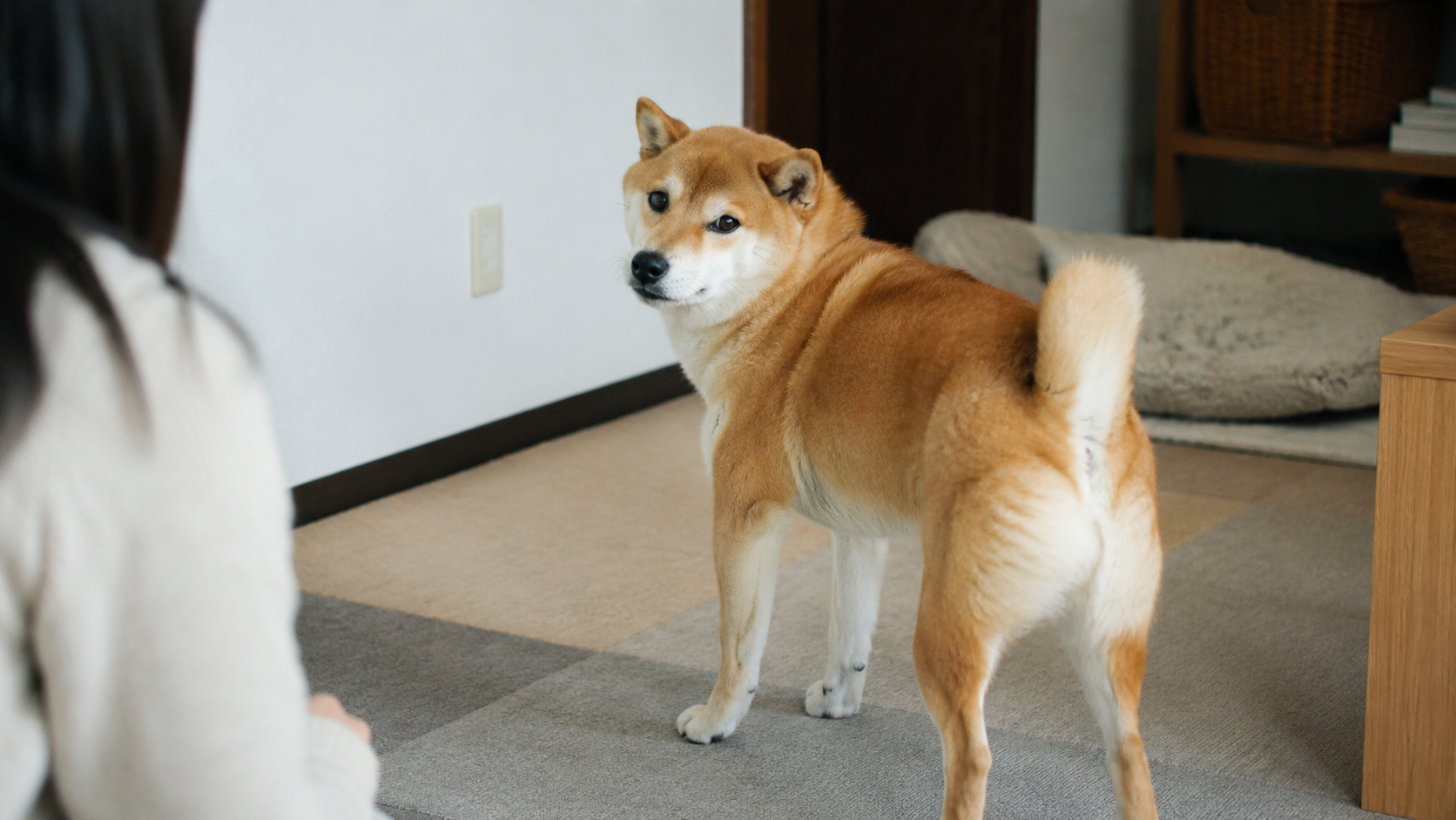 少し距離を取りながら飼い主を見る柴犬