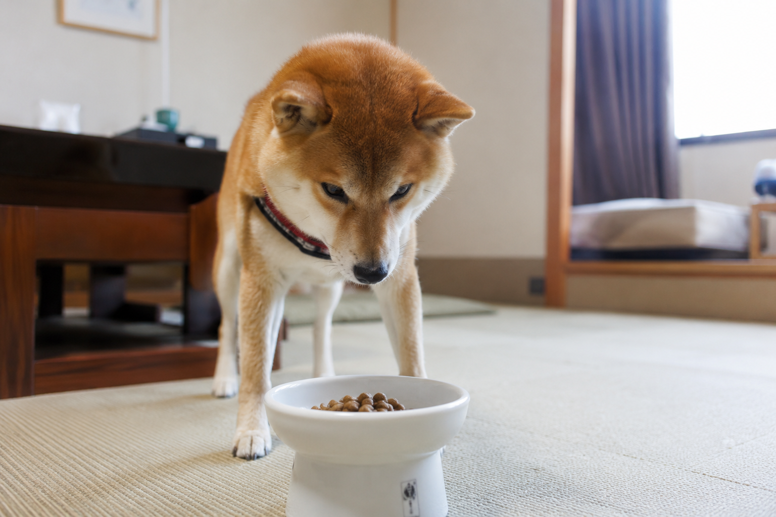 旅行先の宿でご飯を前に警戒している柴犬