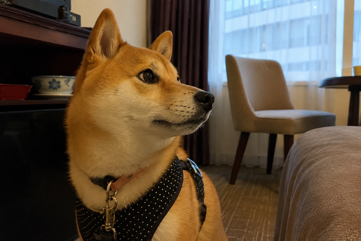 旅行先の宿で周囲を警戒している柴犬